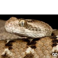 گونه مار جعفری Saw- scaled Viper